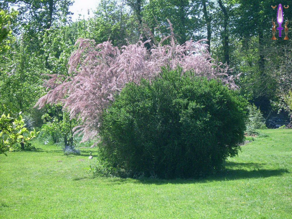 Croix de Lumière, Photo de la Série K No 19 