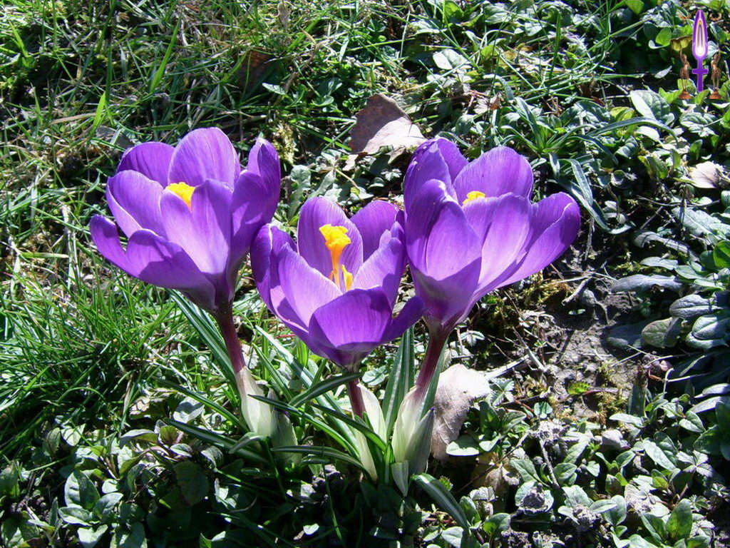 Croix de Lumière, Photo de la Série K No 25 