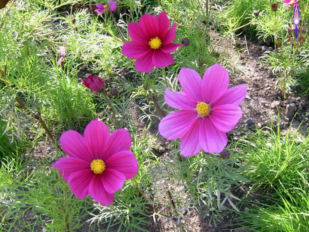 Croix de Lumière, Photo de la Série K No 27 