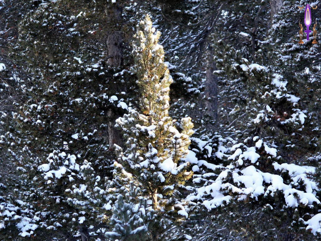 Croix de Lumière, Photo de la Série K No 35 