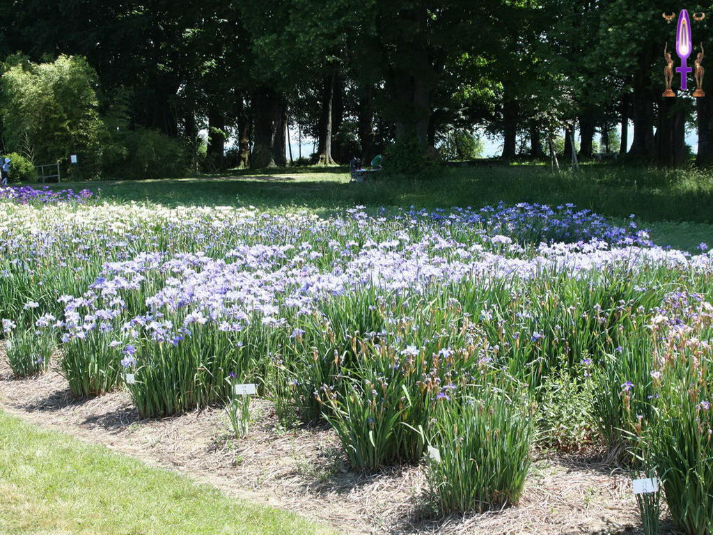 Croix de Lumière, Photo de la Série K No 37 