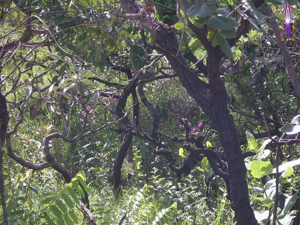 Croix de Lumière, Photo de la Série K No 43 