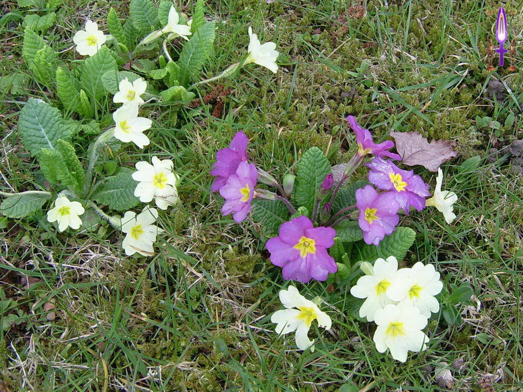 Croix de Lumière, Photo de la Série K No 46 