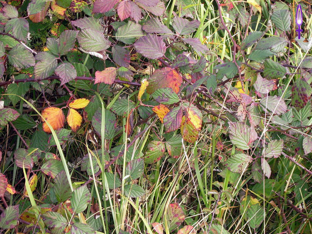 Croix de Lumière, Photo de la Série K No 48 