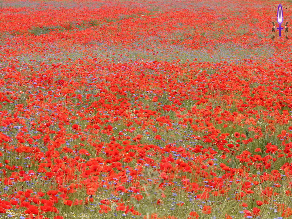 Croix de Lumière, Photo de la Série K No 51 