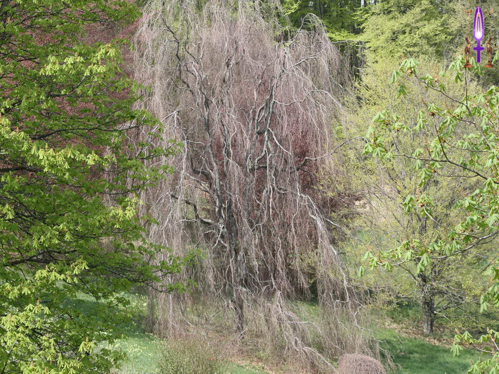 Croix de Lumière, Photo de la Série K No 53 