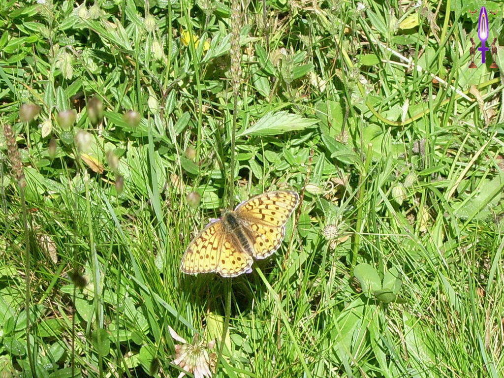 Croix de Lumière, Photo de la Série K No 54 