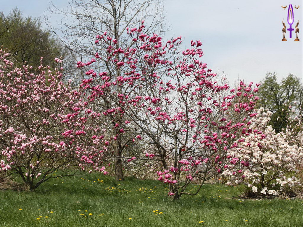 Croix de Lumière, Photo de la Série K No 57 
