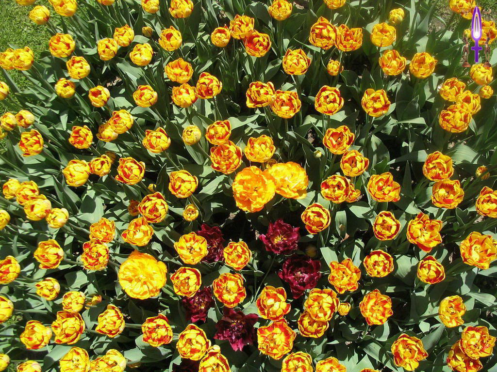 Croix de Lumière, Photo de la Série K No 58 