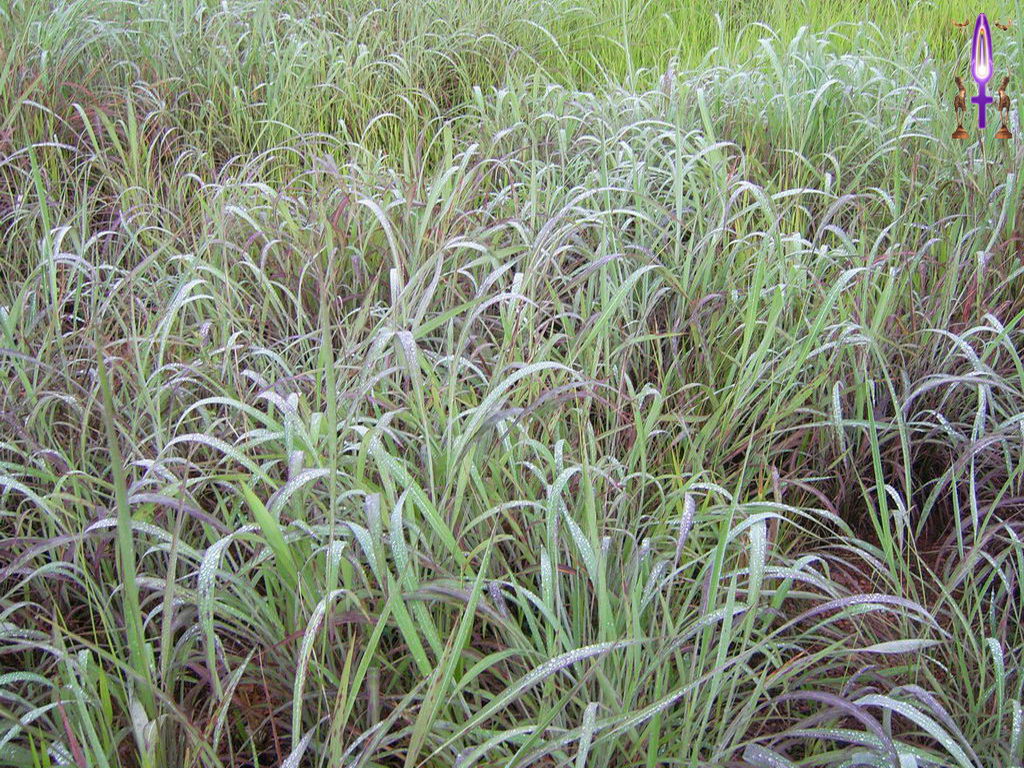 Croix de Lumière, Photo de la Série K No 63 