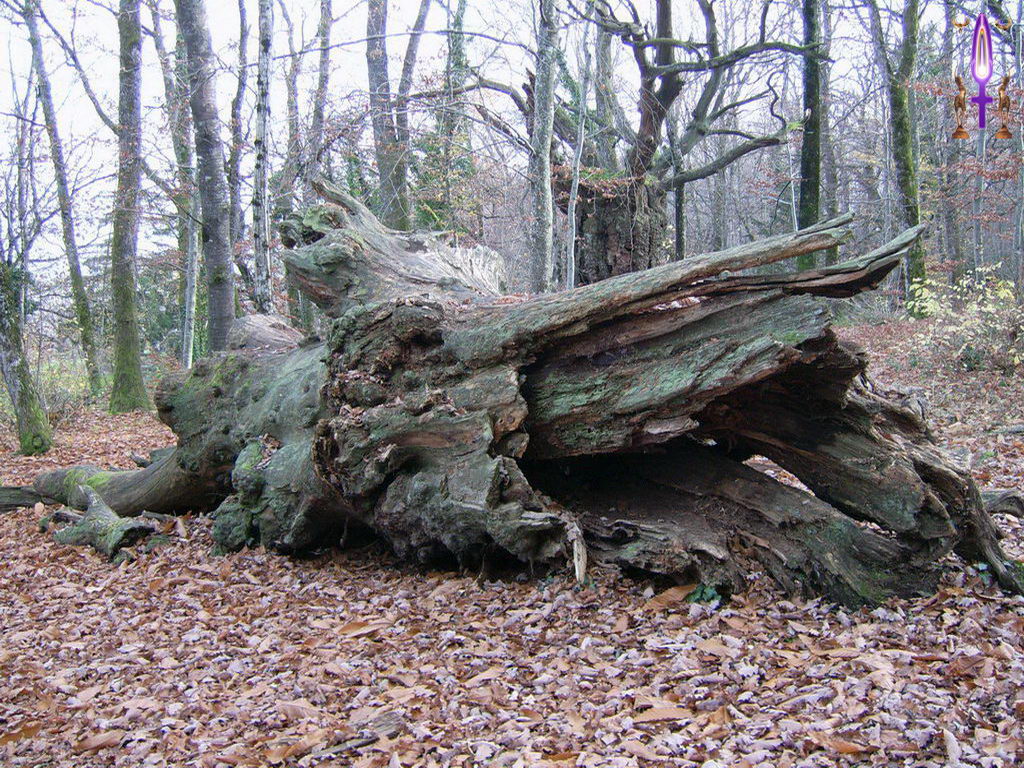 Croix de Lumière, Photo de la Série K No 64 