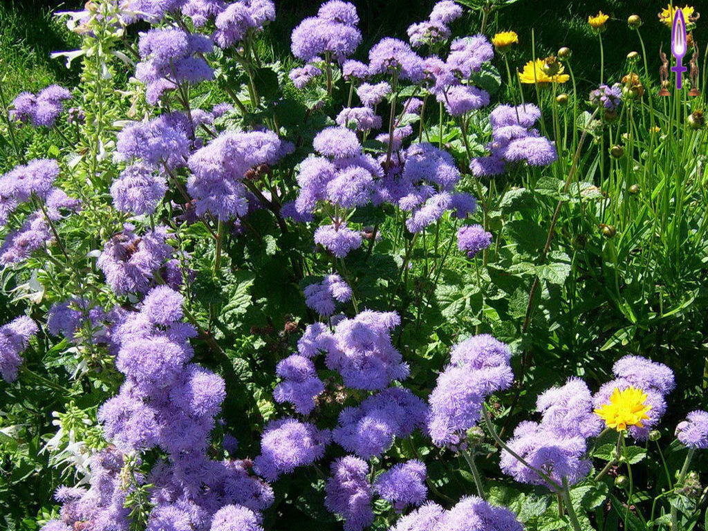 Croix de Lumière, Photo de la Série K No 71 