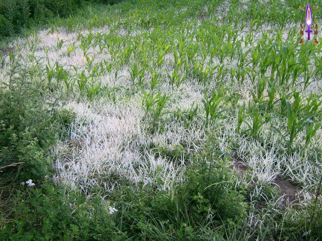 Croix de Lumière, Photo de la Série K No 72 