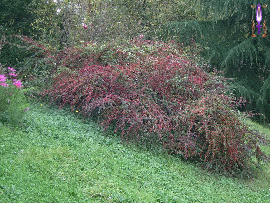 Croix de Lumière, Photo de la Série K No 73 