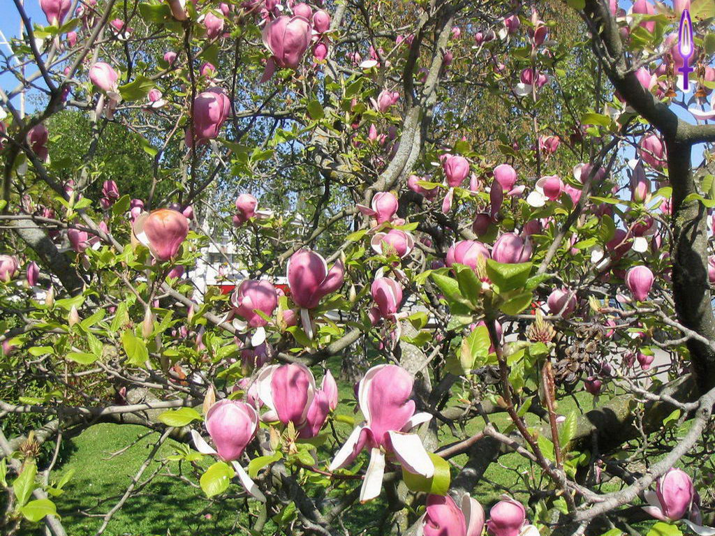 Croix de Lumière, Photo de la Série K No 74 