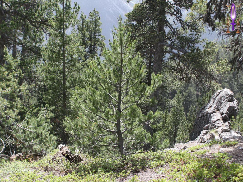 Croix de Lumière, Photo de la Série K No 75 