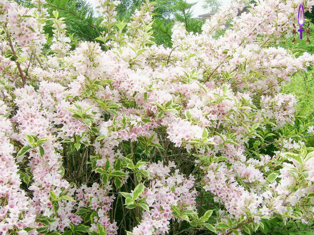 Croix de Lumière, Photo de la Série K No 010 