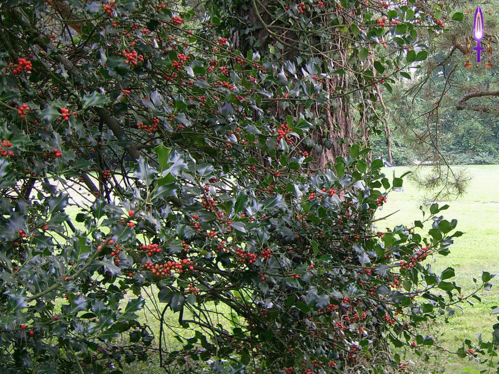 Croix de Lumière, Photo de la Série K No 81 