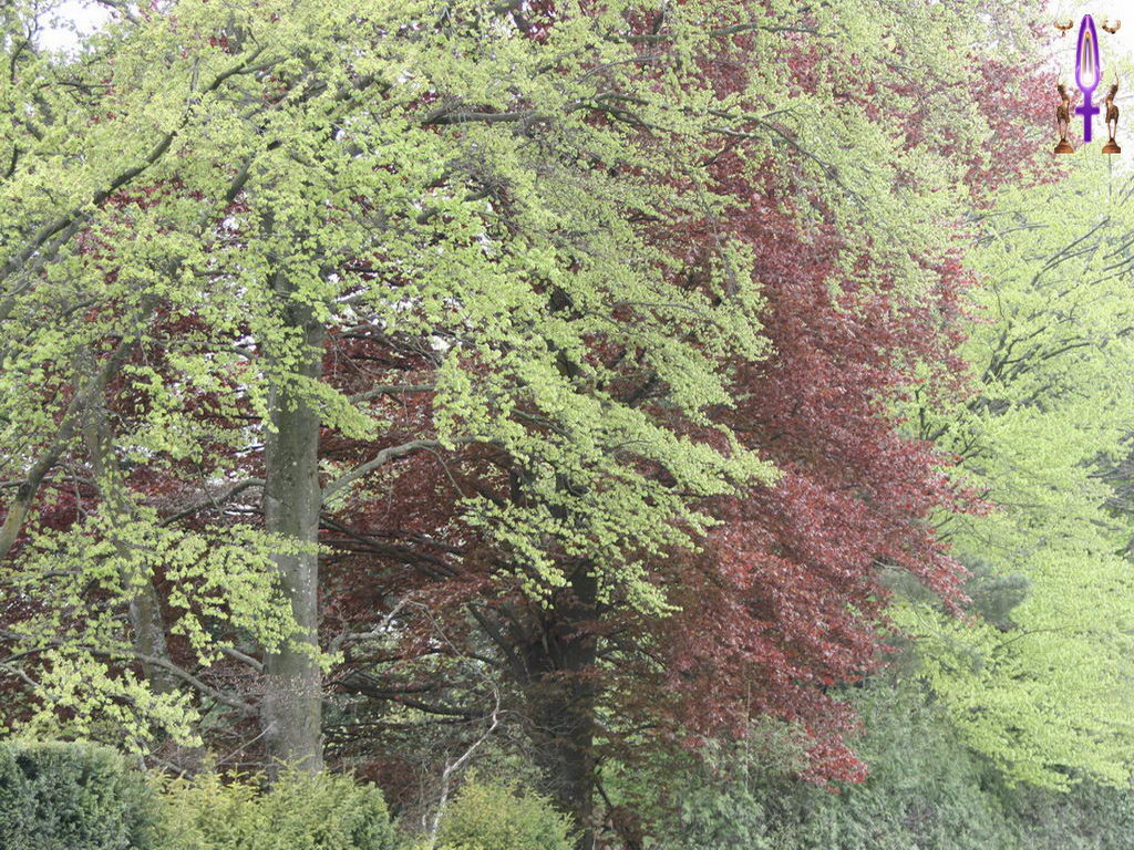 Croix de Lumière, Photo de la Série K No 82 