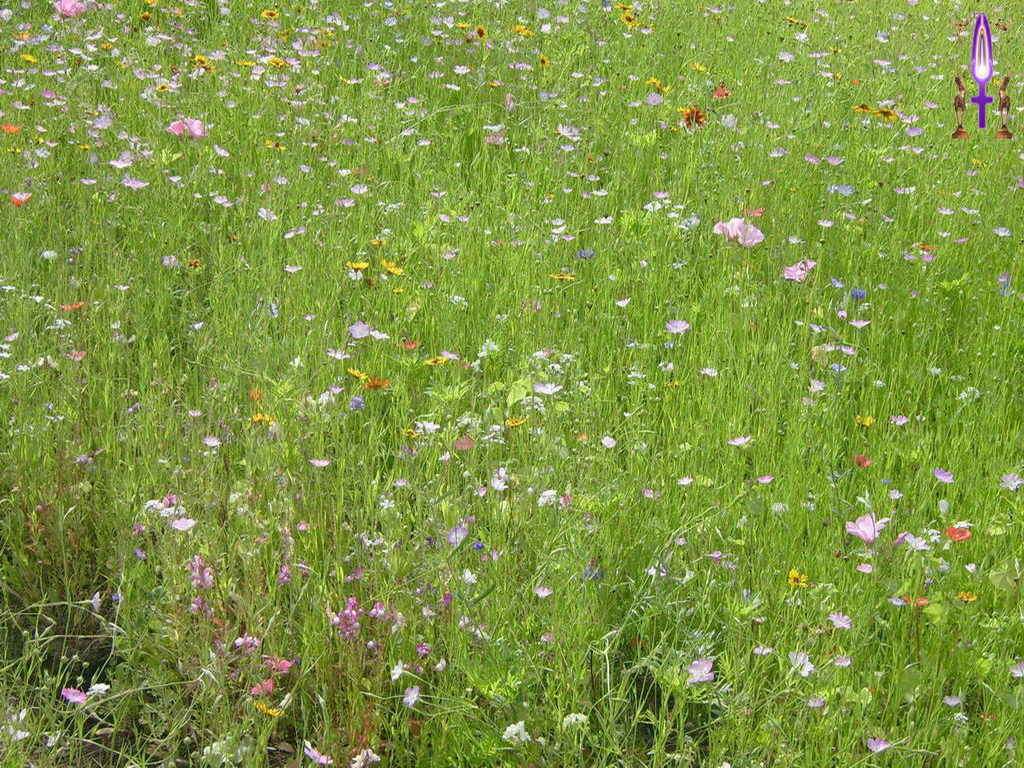 Croix de Lumière, Photo de la Série K No 85 