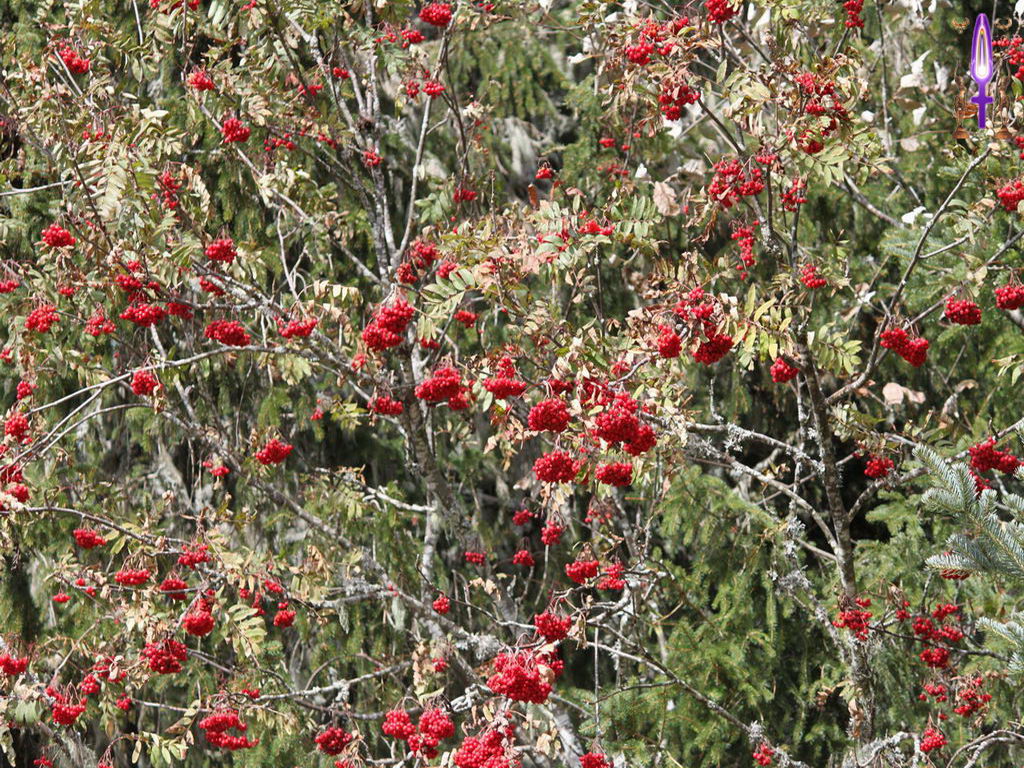 Croix de Lumière, Photo de la Série K No 86 
