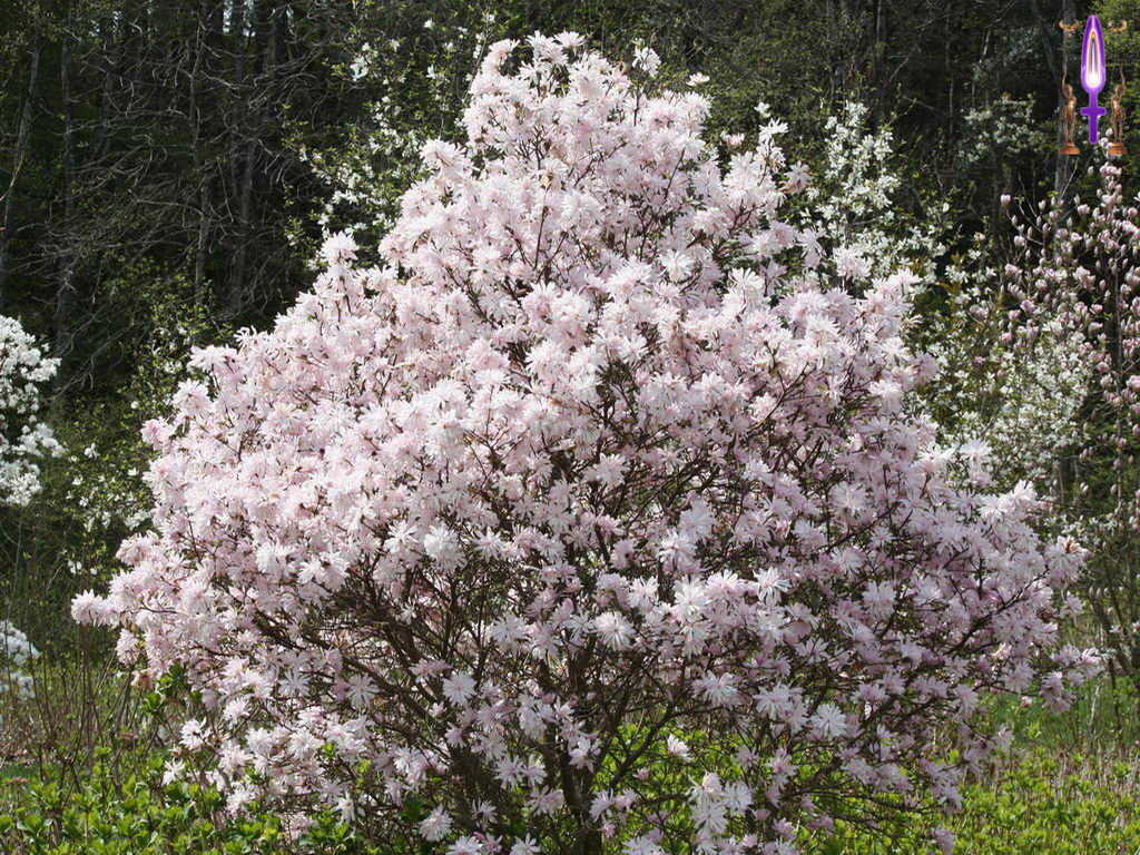 Cliquez sur la Photo pour quitter le Diaporama et Ouvrir la Photo correspondante...