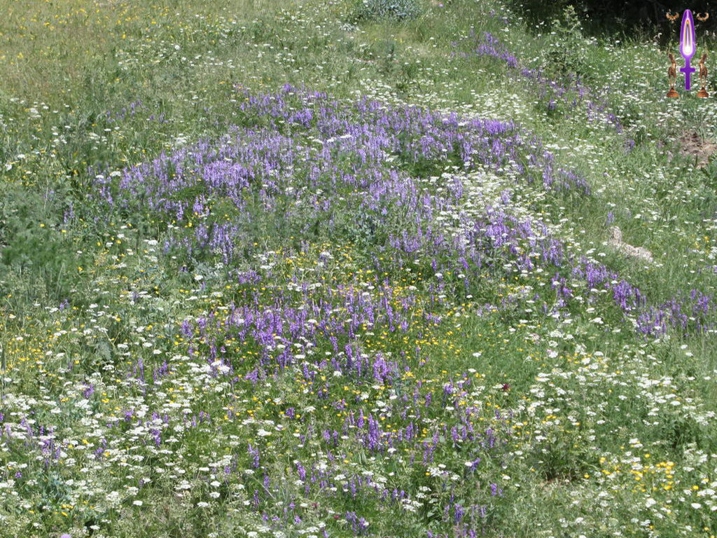 Croix de Lumière, Photo de la Série K No 95 