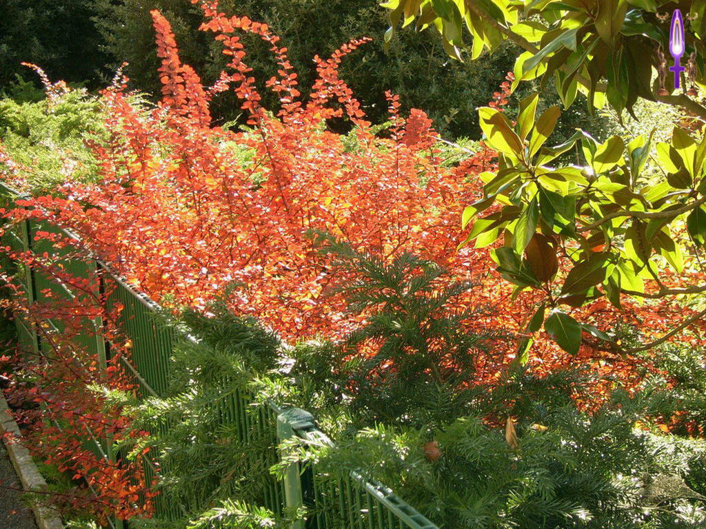 Croix de Lumière, Photo de la Série K No 96 