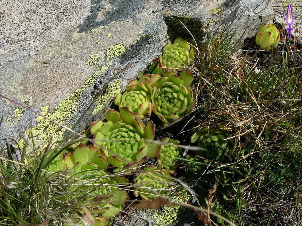 Croix de Lumière, Photo de la Série K No 101 