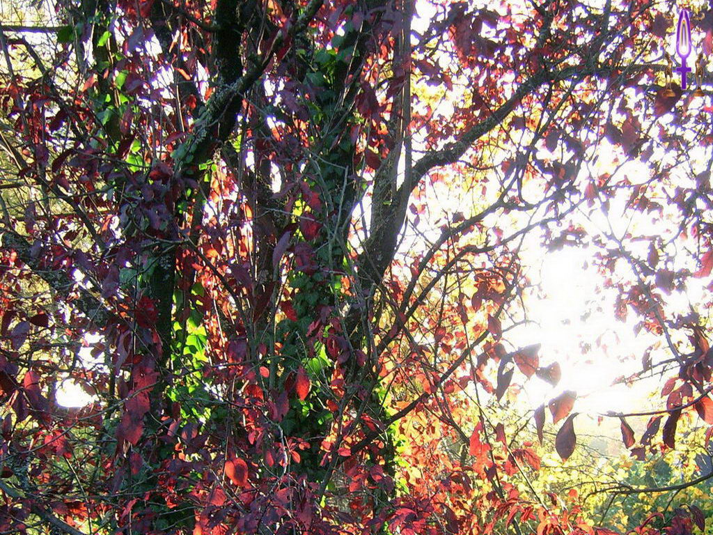 Croix de Lumière, Photo de la Série K No 104 