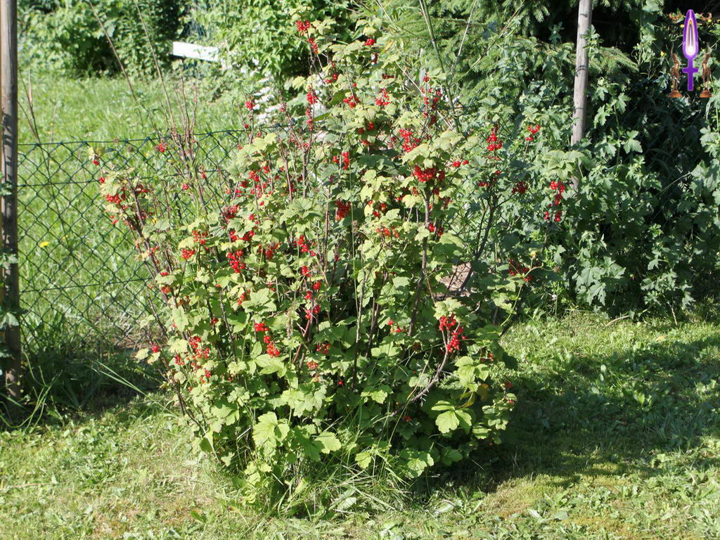 Croix de Lumière, Photo de la Série K No 108 