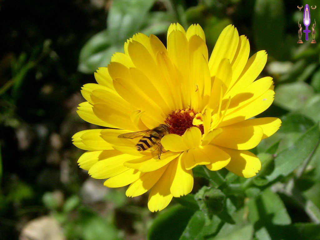 Croix de Lumière, Photo de la Série L No 1 