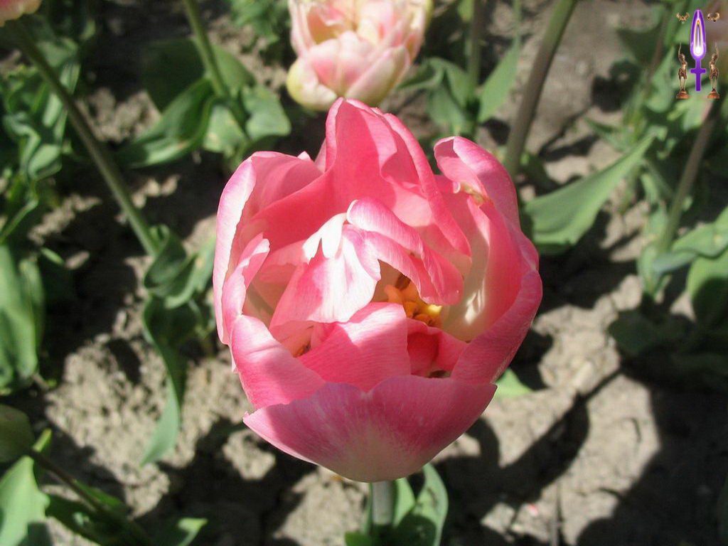 Croix de Lumière, Photo de la Série L No 2 