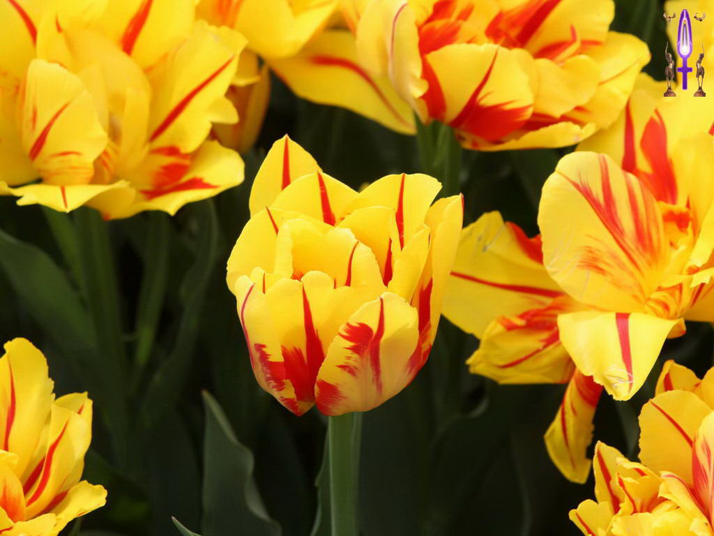 Croix de Lumière, Photo de la Série L No 4 