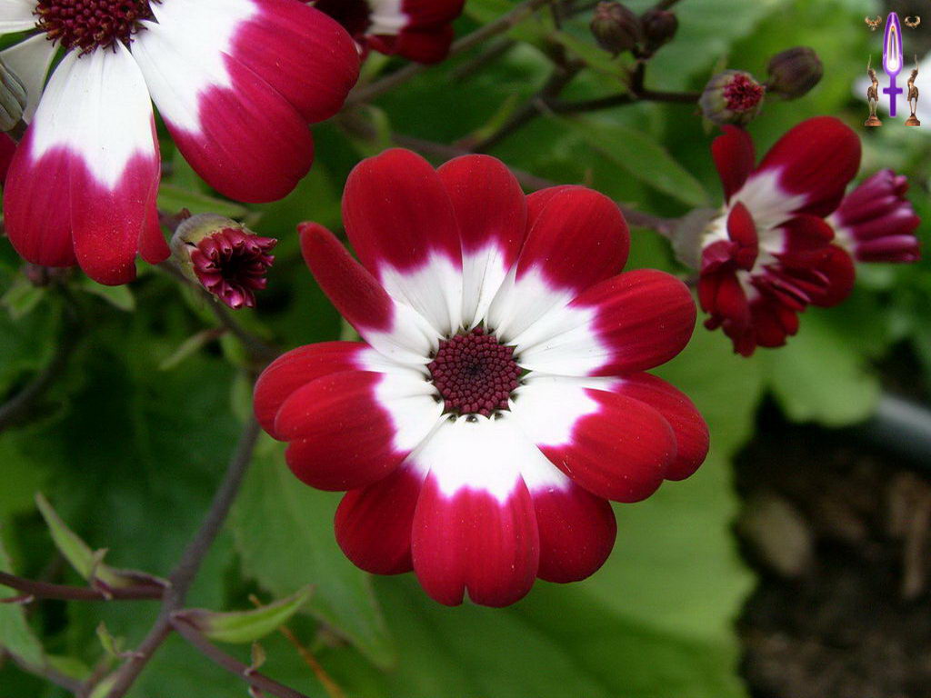 Croix de Lumière, Photo de la Série L No 6 