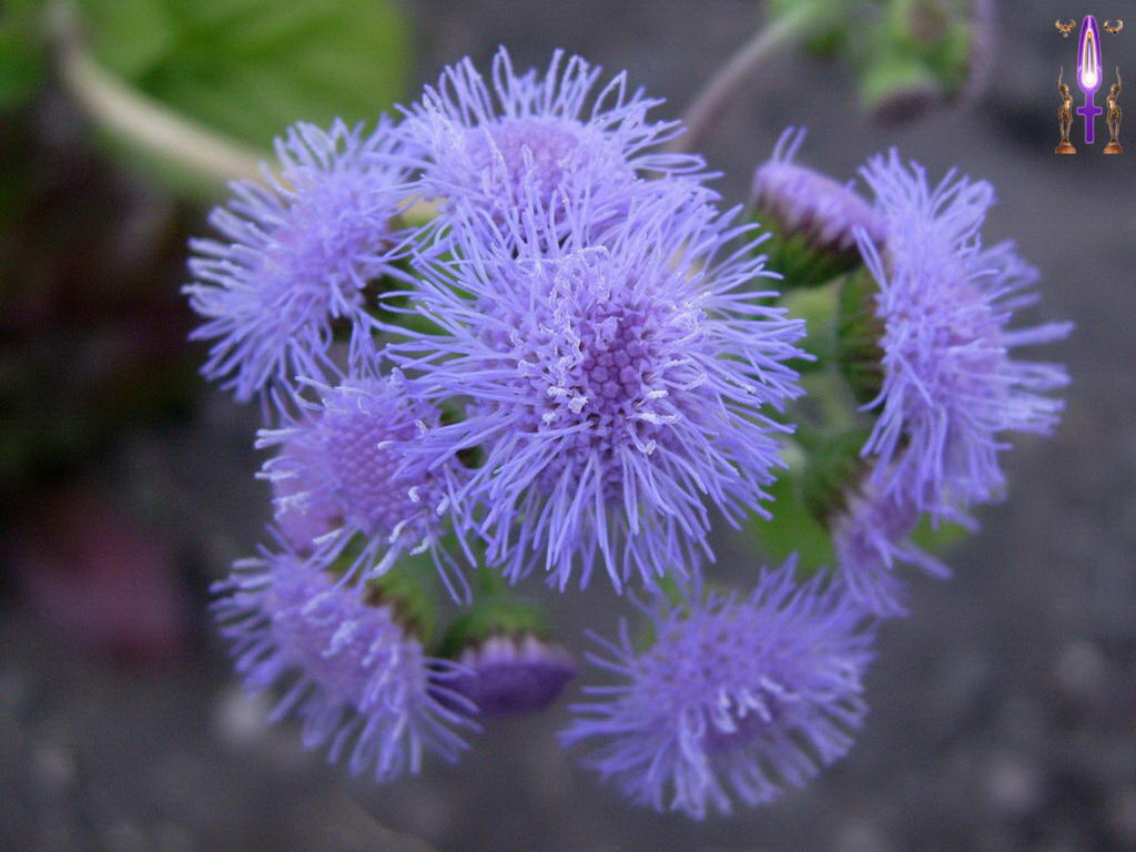 Croix de Lumière, Photo de la Série L No 7 