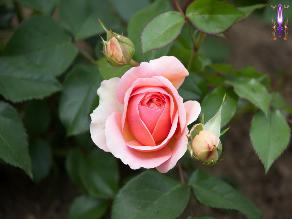 Croix de Lumière, Photo de la Série L No 8 