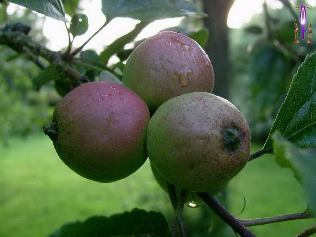 Croix de Lumière, Photo de la Série L No 9 