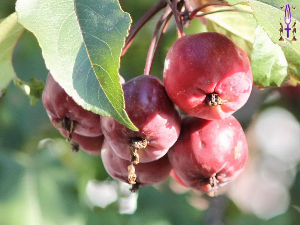 Croix de Lumière, Photo de la Série L No 010 