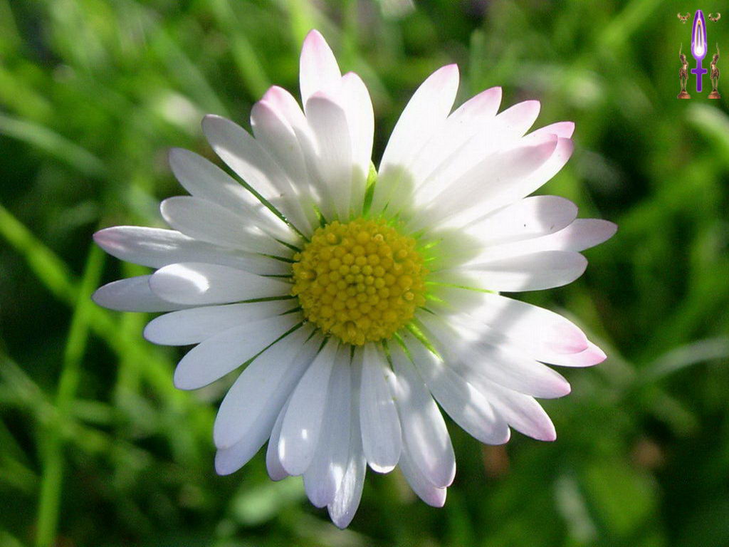 Croix de Lumière, Photo de la Série L No 11 