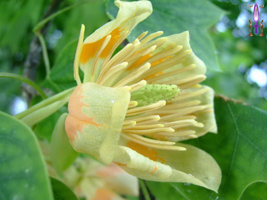 Croix de Lumière, Photo de la Série L No 12 