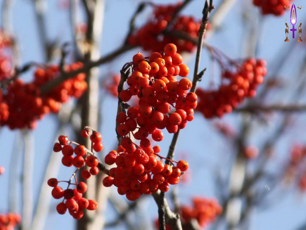 Croix de Lumière, Photo de la Série L No 13 