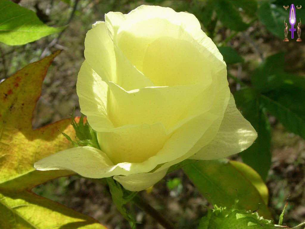 Croix de Lumière, Photo de la Série L No 14 