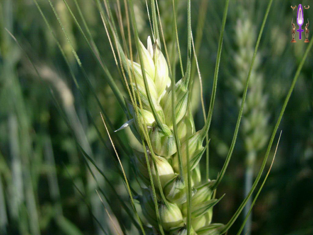 Croix de Lumière, Photo de la Série L No 15 