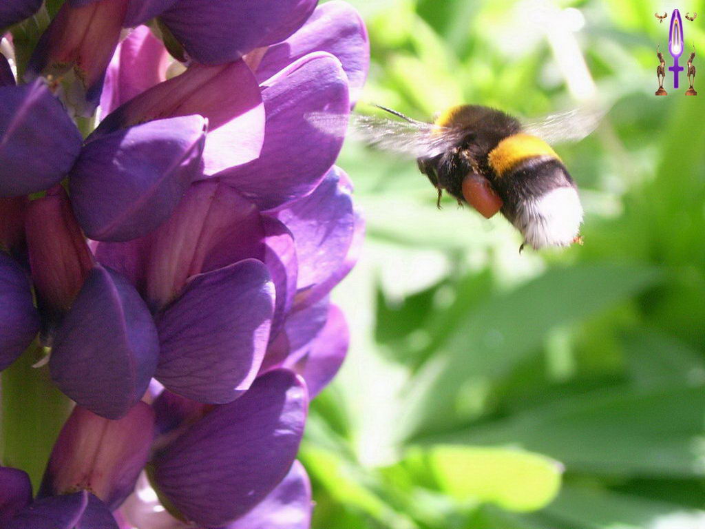 Croix de Lumière, Photo de la Série L No 16 