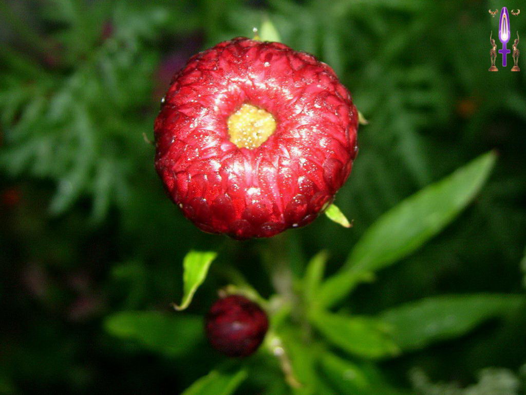 Croix de Lumière, Photo de la Série L No 18 