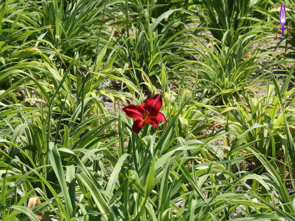 Croix de Lumière, Photo de la Série L No 22 