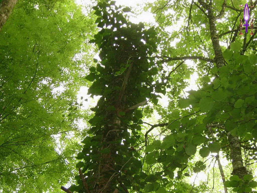 Croix de Lumière, Photo de la Série L No 25 