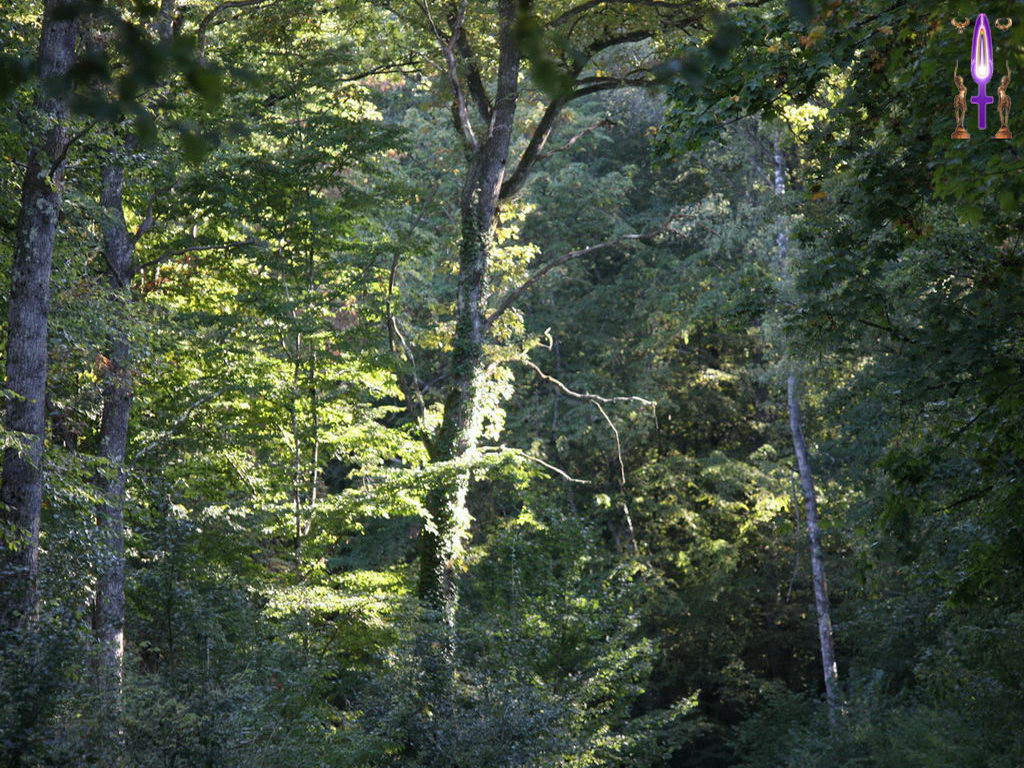 Croix de Lumière, Photo de la Série L No 29 