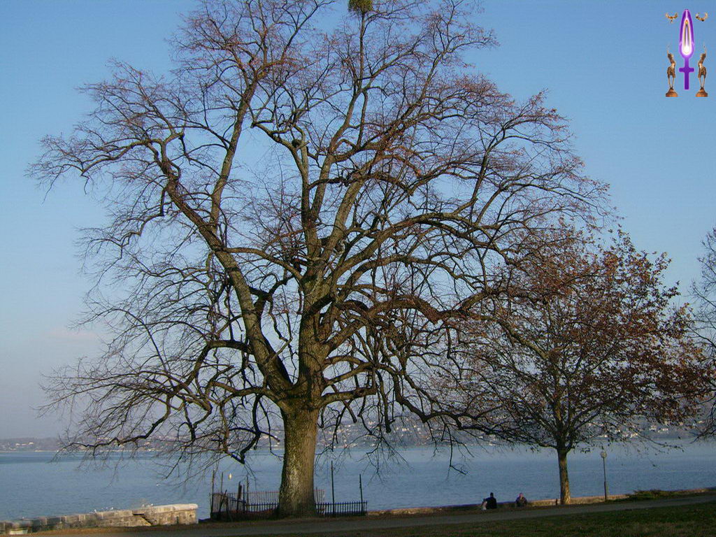 Croix de Lumière, Photo de la Série L No 30 